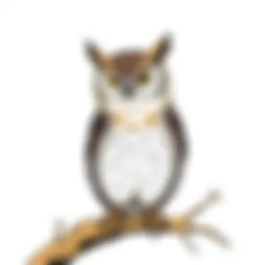 An illustration showcasing various owl characters from popular manga series